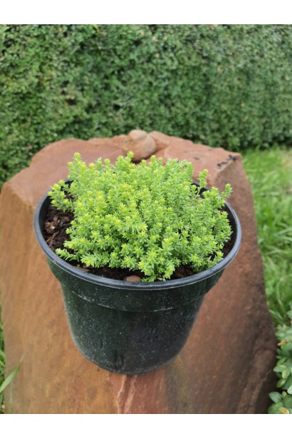 Очиток їдкий Ауреум  - 3л/вис.3-5см/Ø10см